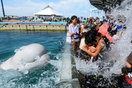 白鲸喷射式冲凉成避暑妙招  横浜市民体验溅水时刻