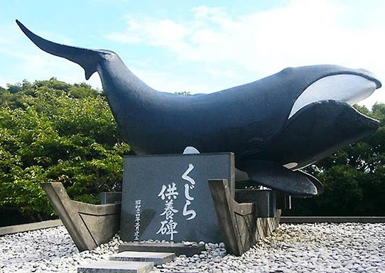 走进日本“鲸鱼城市”太地町 与鲸来次亲密接触