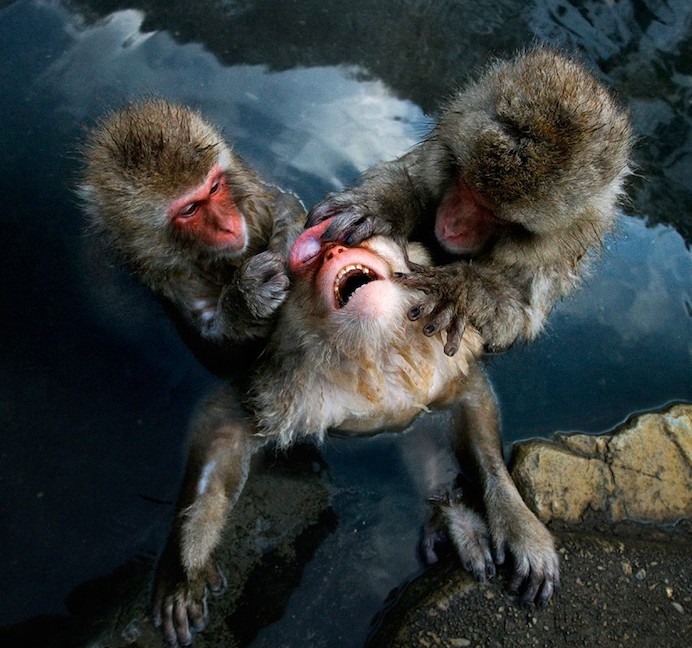 超萌猴哥写真集 日本"雪猴"爱温泉