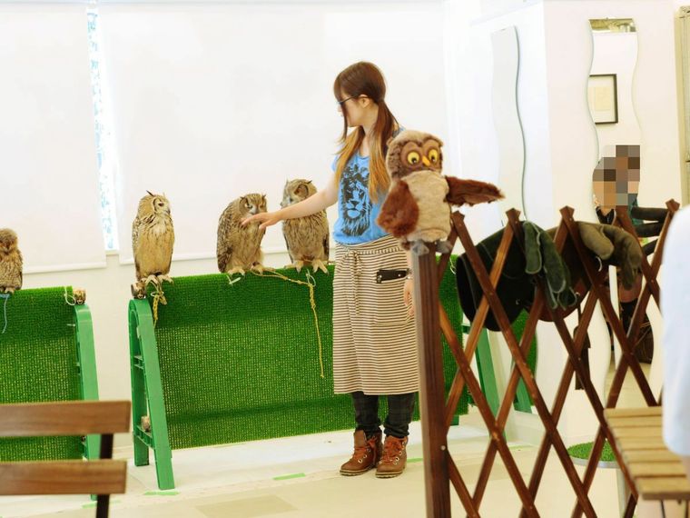 日本独具特色的猫头鹰咖啡店【3】
