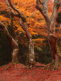 霜叶红于二月花日本被视为世界上红叶最美的国家之一。每年9月中旬以后，从北海道开始，自北向南漫山遍野开始换新妆，相继进入“红叶”观赏期。
