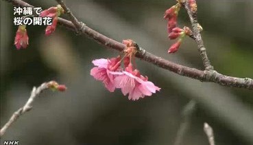 日本早樱开花