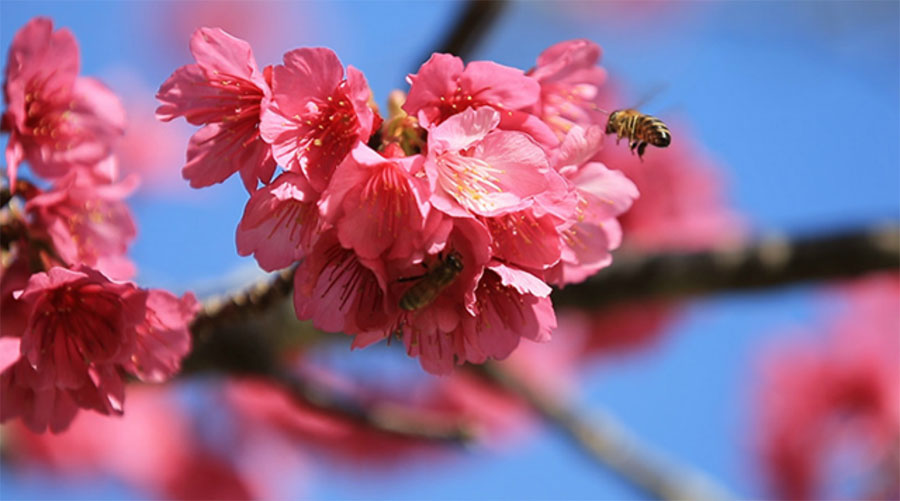 冲绳本岛本部町八重山上盛开的樱花  图片来源：《朝日新闻》网站（网页截图）