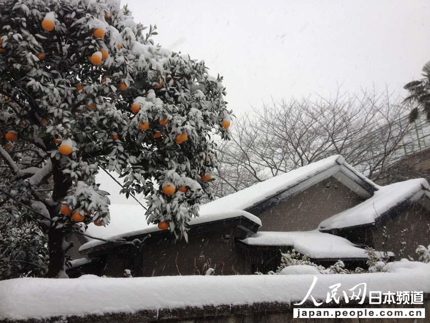 【独家高清】日本普降大雪 东京时隔16年出现10厘米积雪【6】