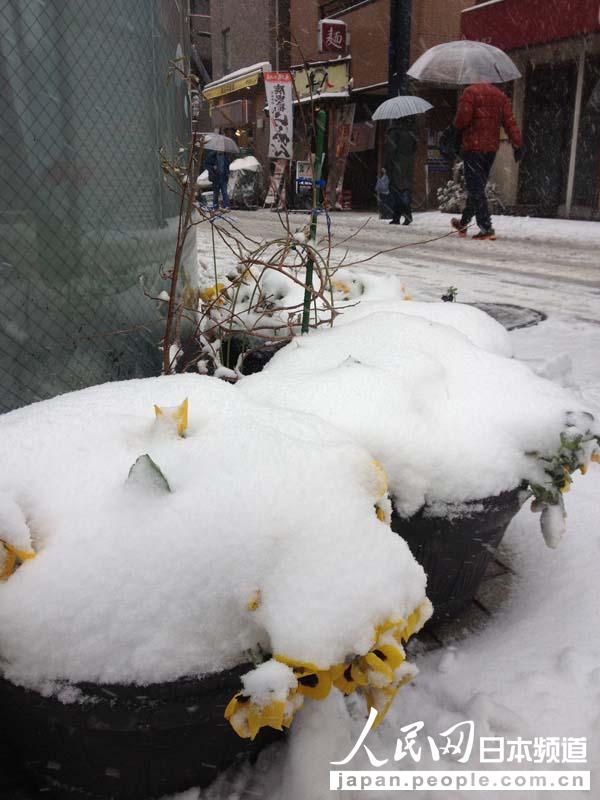 【独家高清】日本普降大雪 东京时隔16年出现10厘米积雪【7】