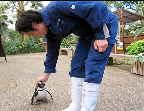 日本求爱企鹅追赶饲养员 走红视频网络(图)