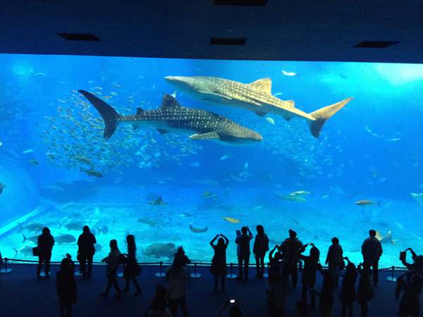 中国水族人口素质_中国水族文化旅游节在贵州三都县开幕(3)