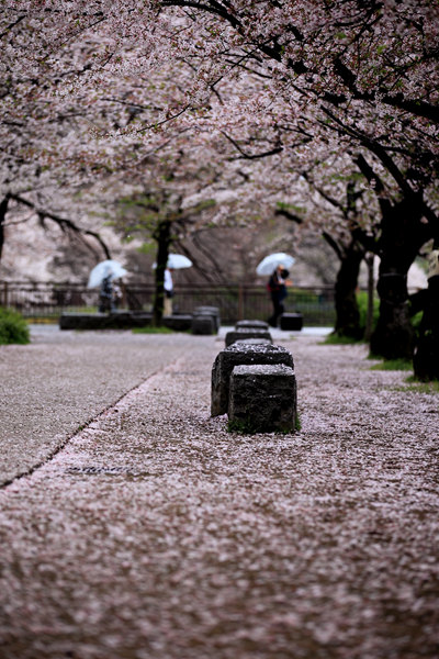 第三届中国人游日本摄影大赛参赛作品赏析-樱
