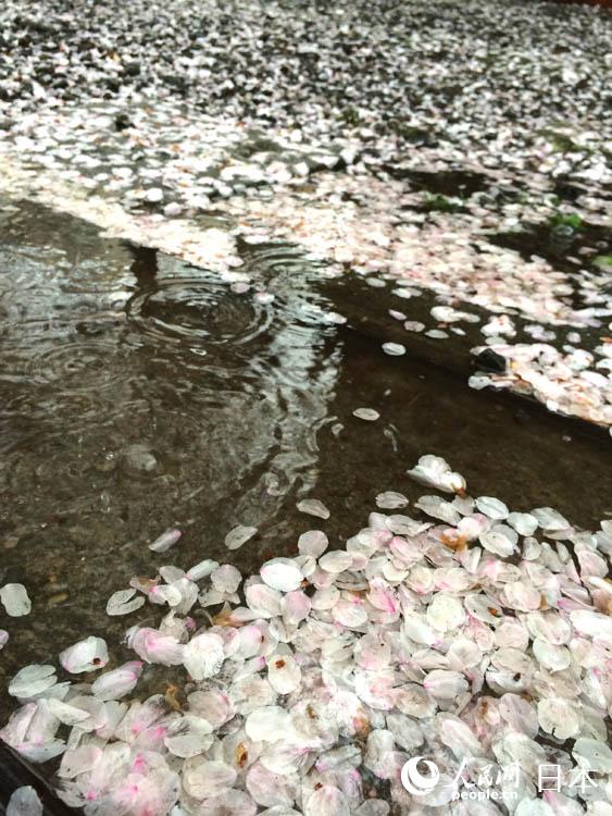 东京飘落樱花雨组图3