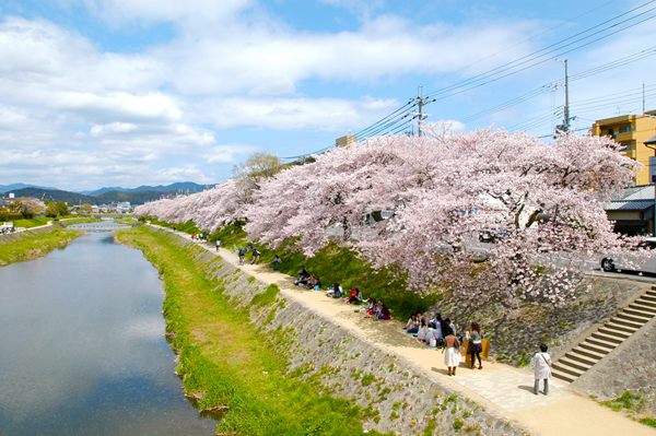 摄于2011年日本京都.   