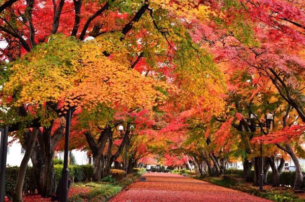 【日本旅游·日本自由行】东京首都圈的红叶狩
