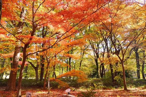 【日本旅游·日本自由行】东京首都圈的红叶狩