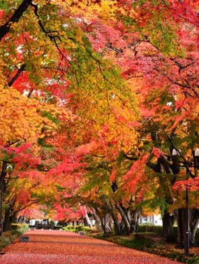 【红叶】东京周边的红叶狩猎东京都、神奈川县等“一都六县”居住了日本约三分之一人口，境内的红叶观赏地成为人们秋季必去之处。