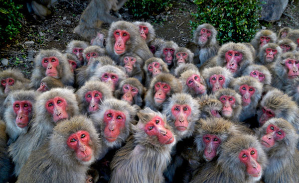 日本香川县�子溪野生动物园的猴子们抱团取暖（朝日新闻）
