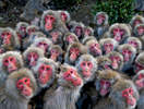 日本500隻猴子抱團取暖