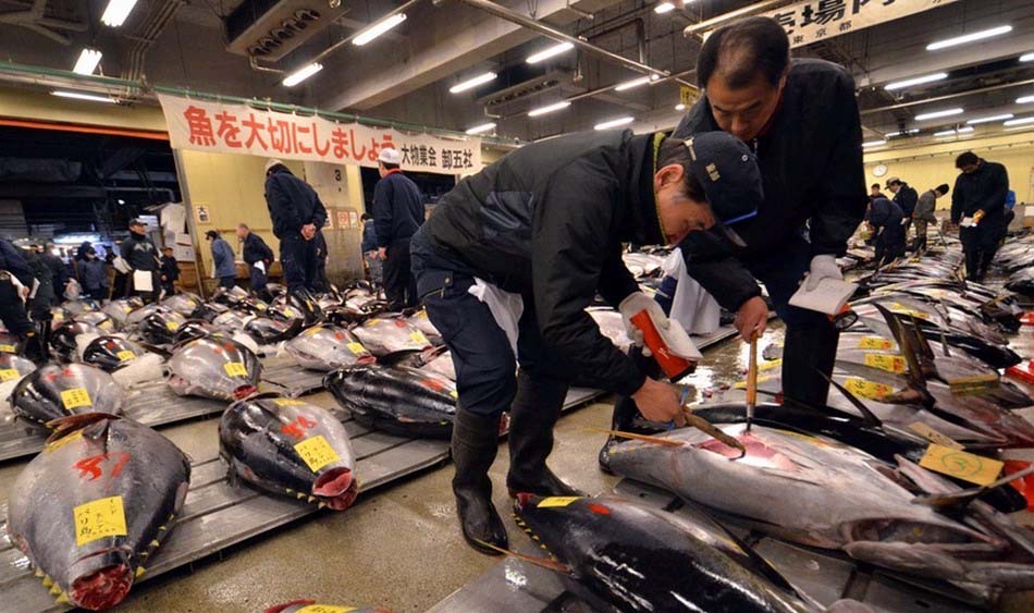 【日本海鲜】日本一条蓝鳍金枪鱼新年拍出23