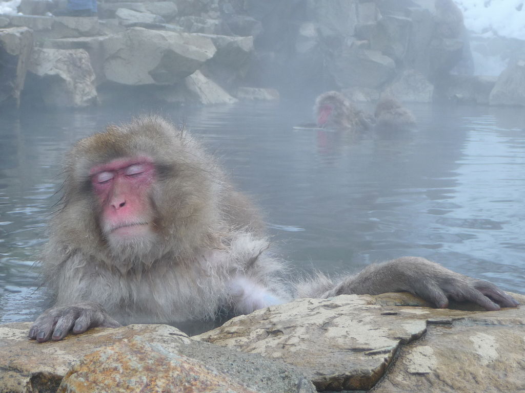 北海道妞遊日本: 日本雪猴－全世界唯一會泡溫泉的猴子