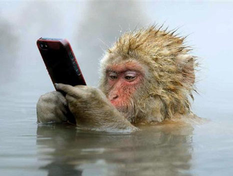 【趣闻】日本雪猴泡温泉长野县地狱谷野猴公园的雪猴能够泡温泉的大都是雌性和小猴子，几乎看不到雄性猴子泡温泉。原因是...