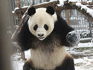 中国熊猫日本走红