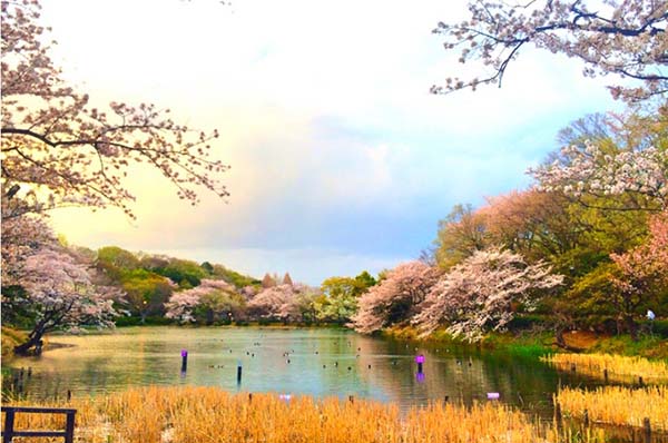 【日本樱花赏花宝典】盘点东京及关东地区的樱