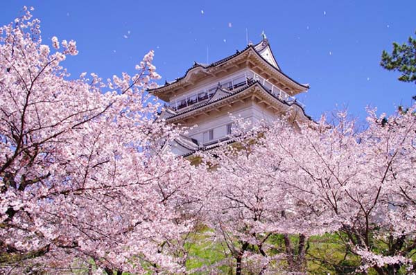 【日本樱花赏花宝典】盘点东京及关东地区的樱
