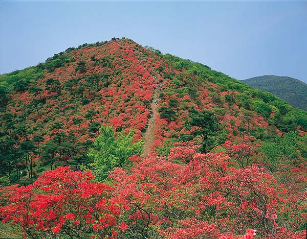 日本旅游景點·宮城縣南三陸地區的杜鵑