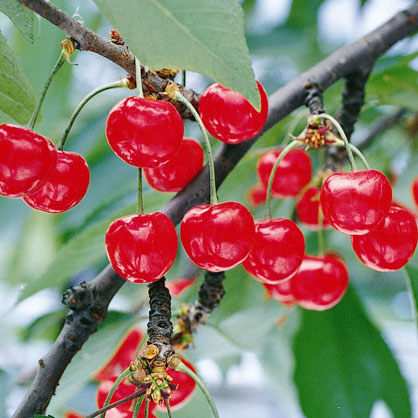 山形县的水果种类丰富，以樱桃为首，一年四季都有应季水果能在这里找到踪影，被果树压弯枝头的山形县被称为“果树王国”。 