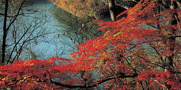 日本红叶狩猎