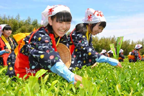 日本东京:后乐园采茶姑娘舞动采茶祭