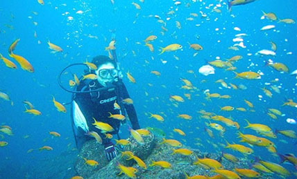 東京偏南一隅的伊豆半島，是日本代表性的人氣潛水區域。點散在半島上的眾多潛水景點如同將伊豆半島包圍起來一般，不同景點能觀看到不同的地形、魚群、沉船、小生物以及軟質珊瑚等。半島上的潛水景點中，東伊豆的富戶和伊豆海洋公園，西伊豆的大瀨崎提供潛水訓練服務，還能來這些地方觀賞魚群，這也是伊豆半島上人氣不減的另一個原因......