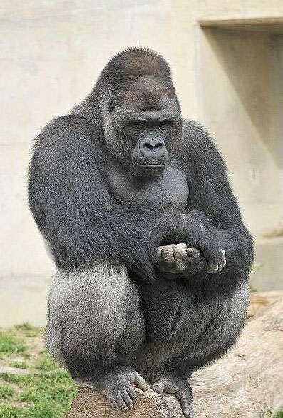 日本“史上最帥的猩猩”