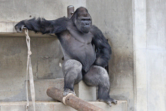 日本“史上最帥的猩猩”