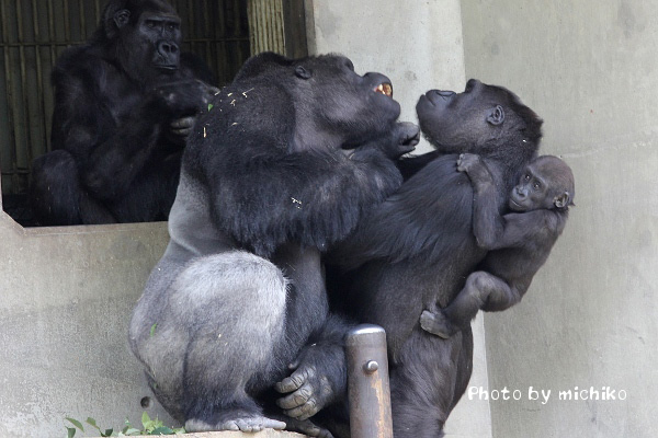 “最帥黑猩猩”jyabani與它的孩子們嬉戲