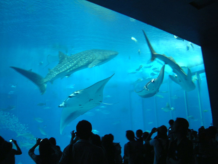 資料圖：沖繩美海水族館