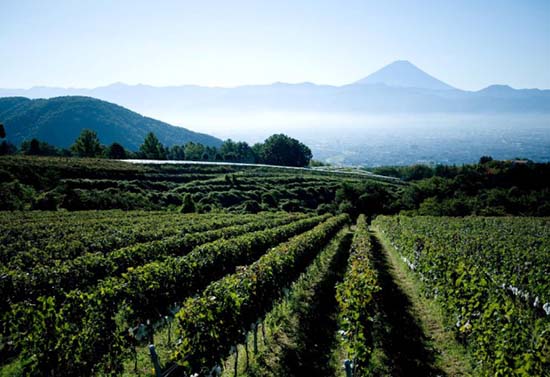 日本葡萄酒主要產地之一的山梨縣農田裡的葡萄架（資料圖）