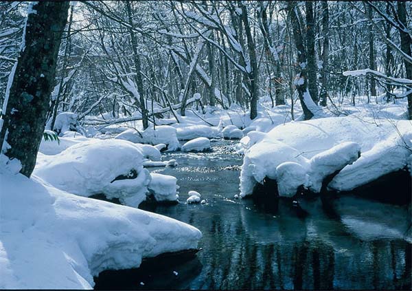 日本自由行景點·日本滑雪賞雪景點：青森縣奧入瀨溪谷冬景