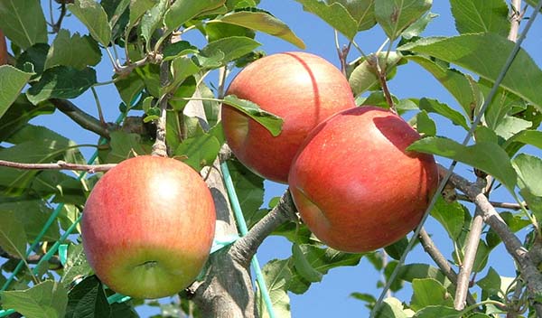 水果王国·长野县:秋天时令水果·苹果