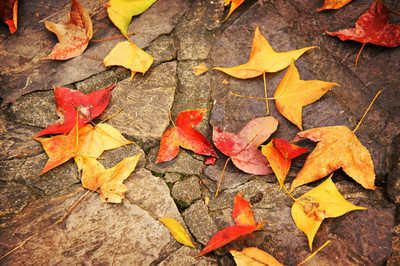 盘点日语里有关秋天的趣味谚语