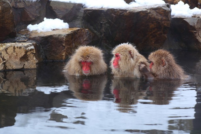 日本旅游:世界唯一一处猴子泡温泉的公园·长