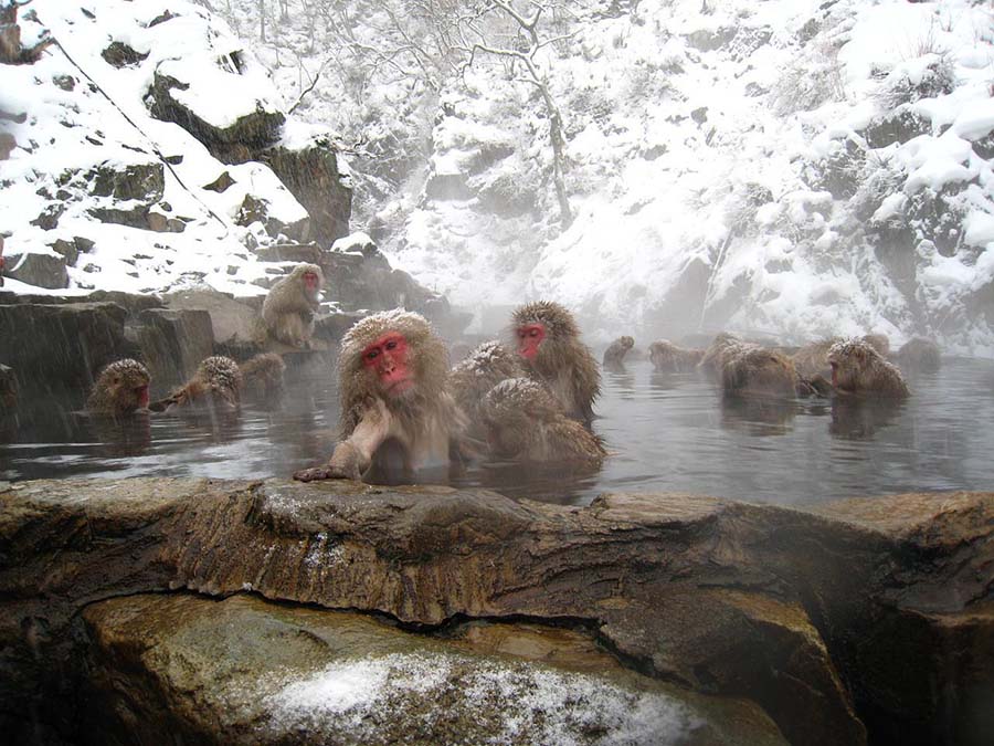 日本旅游:世界唯一一处猴子泡温泉的公园·长