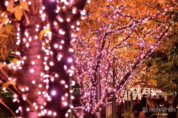 21万盏彩灯装饰东京目黑川 流光溢彩如樱花盛