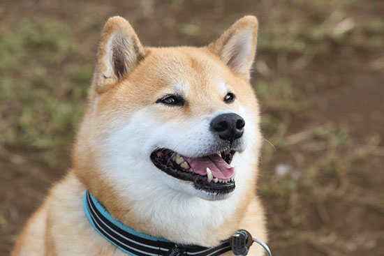 負責日本三重縣旅游推廣的“旅游大使”MARU小狗