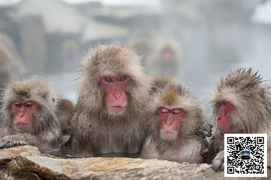 日本滑雪看猴：長野雪猴（資料圖）