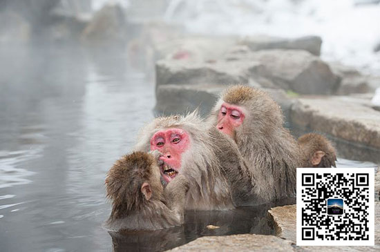 日本滑雪看猴：長野雪猴（資料圖）