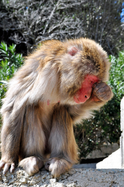 春季来临 日本猴子患花粉症痛苦不堪