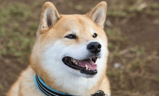 在日本，有一條小狗的名字蜚聲海內外，在全球范圍內擁有210萬粉絲，粉絲遍及100多個國家。它就是一隻名叫“MARU”的雄性小狗，今天8歲，今年11月剛剛被正式任命為日本三重縣的旅游大使，任期從2015年11月17日到2018年的11月16日，為期3年。這也是在日本47個都道府縣當中，第一個地方政府任命動物當旅游大使。這隻小狗狗之所以能從眾多備選中脫穎而出，是由於他的主人將它的照片放在了Instagram上，瞬間博得爆棚人氣。在大約210萬的粉絲當中，90%的粉絲來自海外。