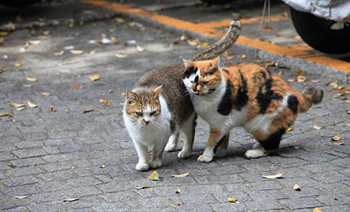 2月22日，是日本的“貓之日”（貓の日、ねこのひ），因“2”在日語中的發音與貓的日語發音接近，日本貓之日執行委員會早在1987年將今天定為貓的紀念日。在外國人的印象中，似乎日本比其他國家更喜歡貓咪，這與狗狗在外國享有的高地位形成鮮明對比。去看看散布在日本列島上的以貓咪為主角的街道走一走，感受下貓在日本所享受到的“特殊待遇”。這些地方，貓咪的數量很有可能超過了人口的數量，說貓咪是當地的主角一點不為過，來看看都有哪些讓人治愈的“貓島”吧。
