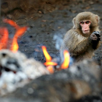位於日本愛知縣犬山市的世界著名猿類動物園“日本猴中心”，向媒體展示了每年慣例的日本猴依偎篝火取暖的場景。1959年當人們燃燒被伊勢灣台風帶到木曾川的樹木時，原產於日本鹿兒島屋久島的日本猴聚集過來，以后演變成慣例活動。本月22日冬至當天到2016年2月28日將向公眾開放參觀。