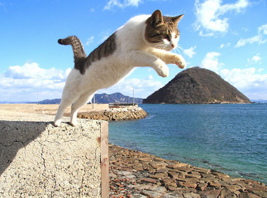盤點日本列島上的貓島