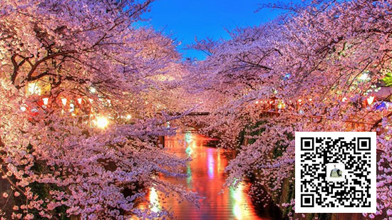 日本旅游長野自由行景點·高遠城的夜櫻（資料圖）